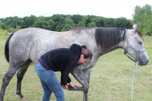 Palpation du membre antérieur d'un cheval