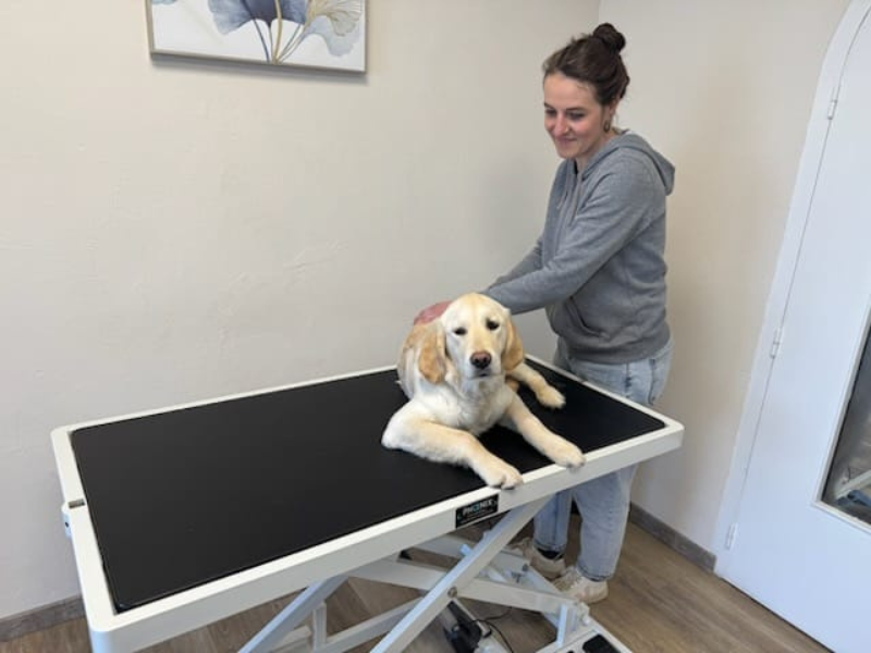 Séance d'ostéopathie canine en cabinet