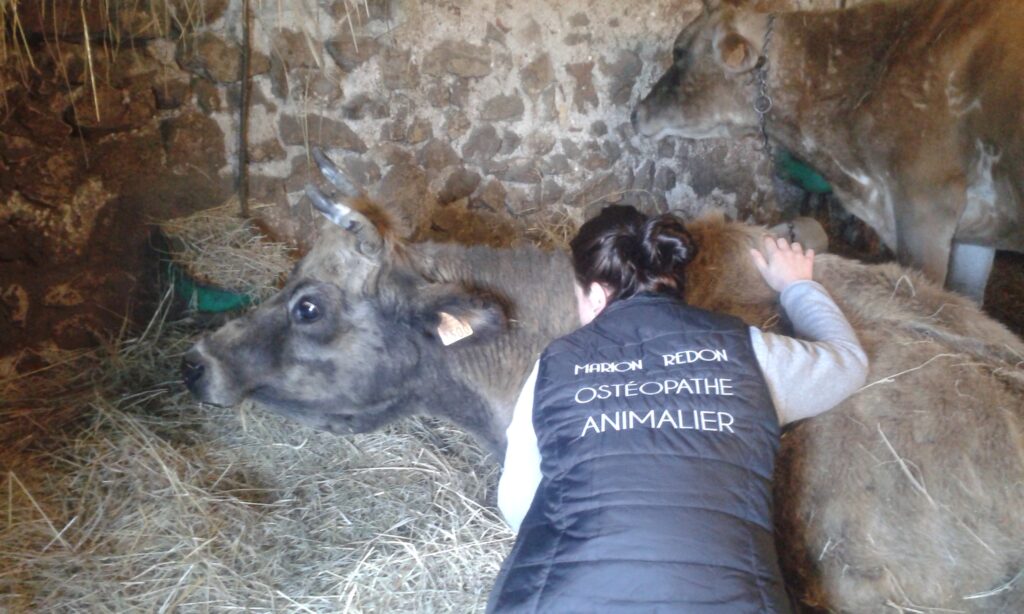 Séance d'ostéopathie bovine