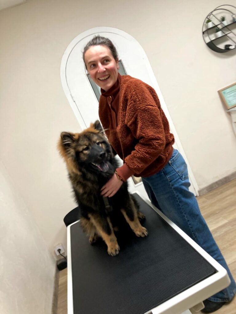 Séance d'ostéopathie canine en cabinet